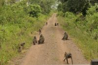 Safari im Arusha Nationalpark