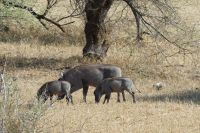 Safari im Bwabwata NP - Mahango Park