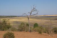 Safari im Chobe NP