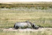 Safari im Etosha