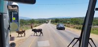 Safari im Hluhluwe Nationalpark