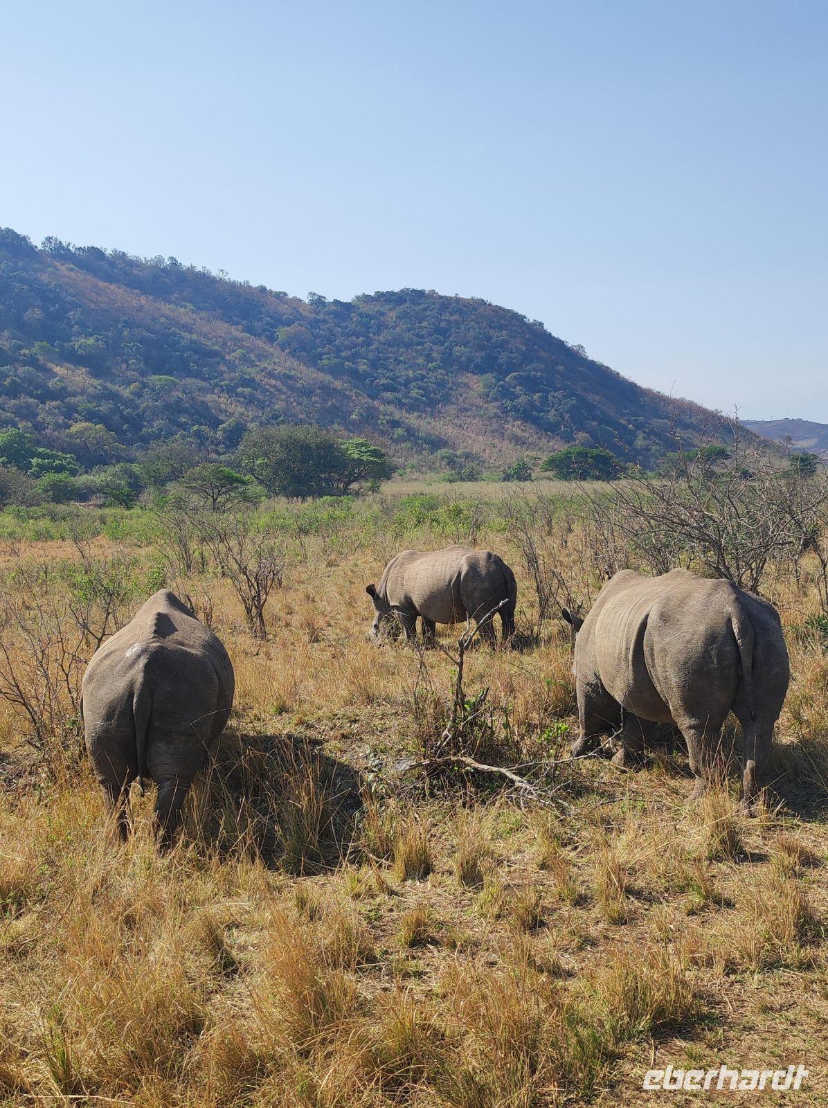 Safari im Hluhluwe-iMfolozi-Nationalpark - Südafrika