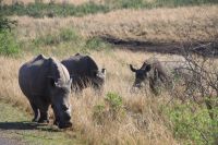 Safari im Hluhluwe-iMfolozi-Nationalpark - Südafrika