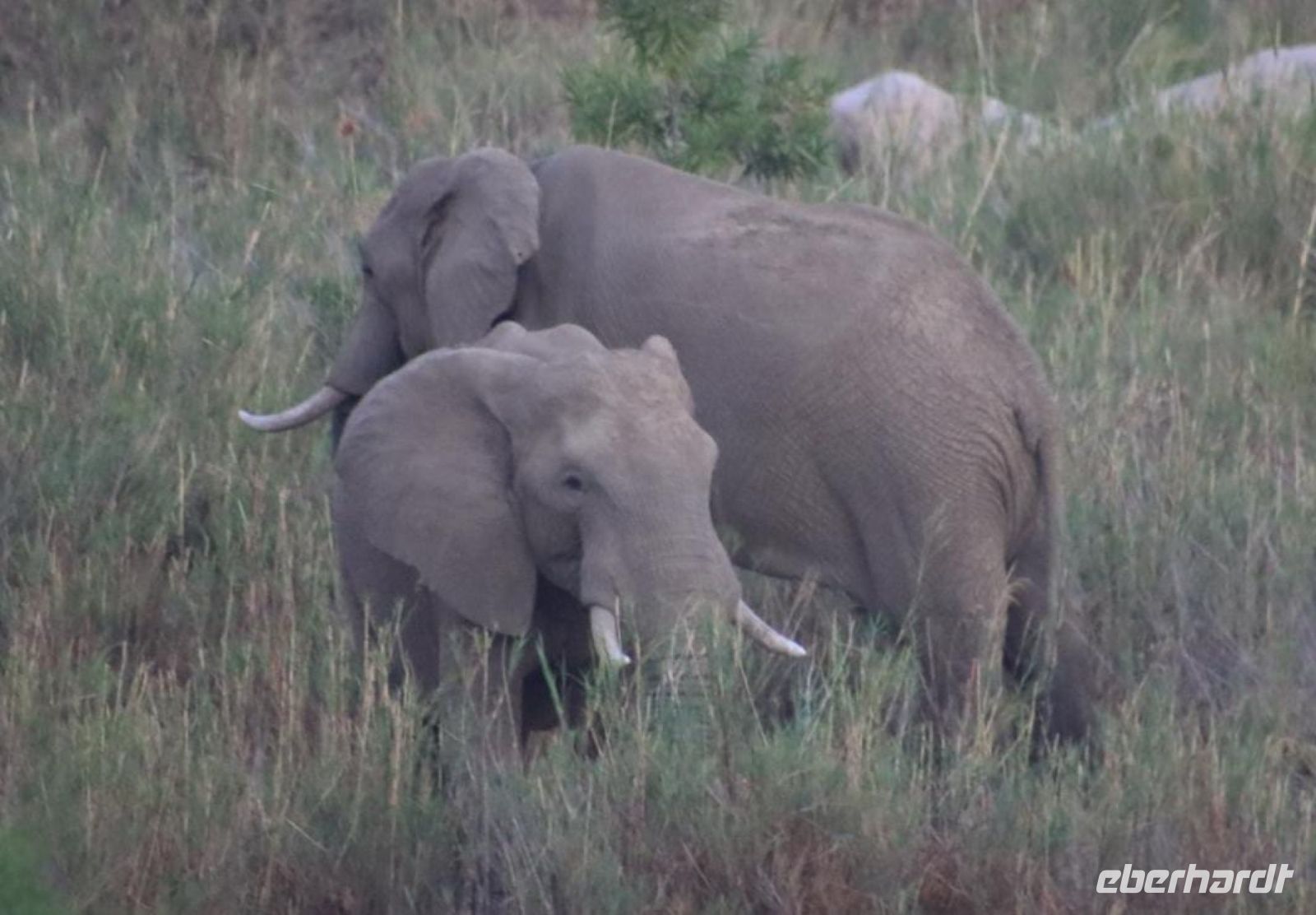 Safari im Kruger Nationalpark - Südafrika