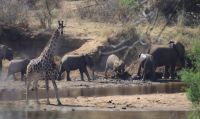 Safari im Kruger Nationalpark - Südafrika