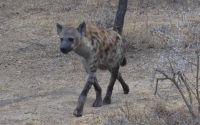 Safari im Kruger Nationalpark - Südafrika