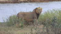 Safari im Kruger Nationalpark - Südafrika