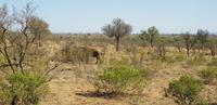 Safari im Kruger Nationalpark