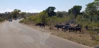 Safari im Kruger Nationalpark