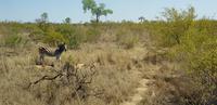 Safari im Kruger Nationalpark