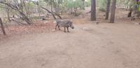 Safari im Kruger Nationalpark