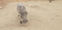 Safari im Kruger Nationalpark