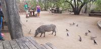 Safari im Kruger Nationalpark