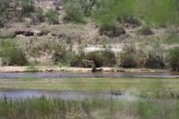 Safari im Kruger Nationalpark