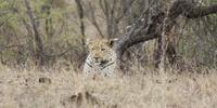 Safari im Kruger Nationalpark