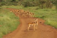 Safari im Serengeti Nationalpark