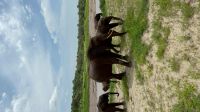 Safari im Tarangire Nationalpark