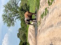 Safari im Tarangire Nationalpark