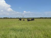Safari im Tarangire Nationalpark