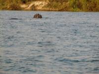 Sambesi Hippos
