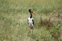 Sattelstorch