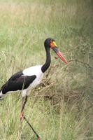 Sattelstorch