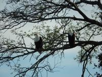 Schrei-Seeadler