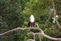Schreiseeadler