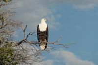 Schreiseeadler