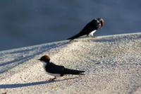 Schwalben an Bord