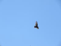 Schwarzmilan im Flug