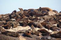 Seal Island (2)