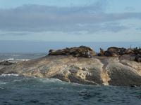 Seal Island