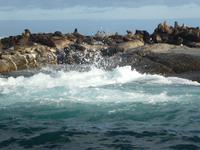 Seal Island