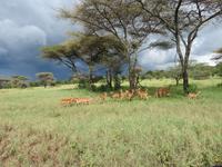 Serengeti - Impalas
