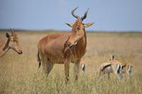 Serengeti - Kongoni