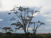 Serengeti - Marabus