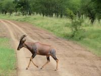 Serengeti - Topi
