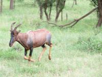 Serengeti - Topi