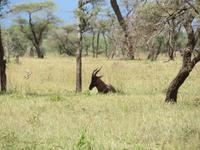 Serengeti - Topi