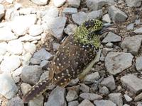 Serengeti -