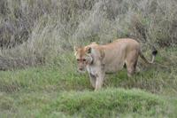 Serengeti Löwin