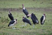 Serengeti Marabus