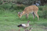 Serengeti Riedbock
