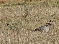 Serengeti Zebras und Sekretär