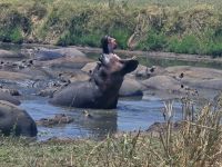 Serengeti,  Nilpferdreißt das Maul auf