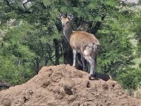 Serengeti, Dik-Dik