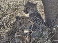 Serengeti, Geparden
