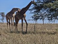 Serengeti, Giraffen begrüßen sich