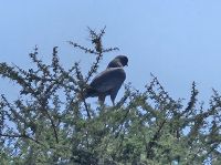 Serengeti, Habicht